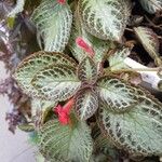 Episcia cupreata Fuelha