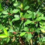 Ardisia elliptica Levél