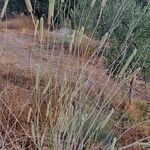 Sideritis lasiantha Flor