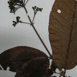 Isertia parviflora Anders