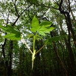 Acer pseudoplatanus Blad