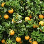 Citrus aurantium Froito