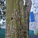 Alnus incana Escorça