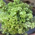 Sedum makinoiDeilen