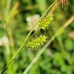 Carex pallescens 果實