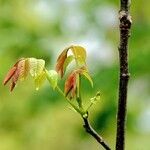 Juglans regia മറ്റ്