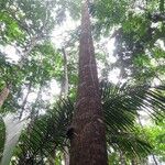 Tachigali richardiana Corteza