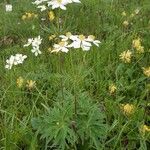 Anemonastrum narcissiflorumFlower