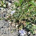 Cichorium spinosum Λουλούδι