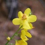 Verbascum humile Flower