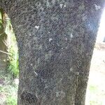 Diospyros nigra 樹皮