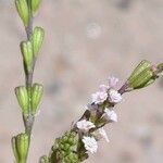 Boerhavia coulteri Flower