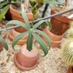 Ipomoea platensis Hoja