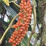 Piper guineense Meyve