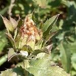 Carthamus caeruleus Fiore