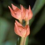 Maxillaria coccinea Flower