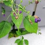 Strobilanthes urticifoliaFlower