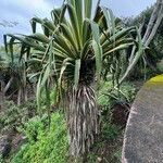 Furcraea selloana Leaf