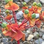 Euphorbia nicaeensis 果實