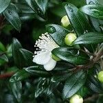 Myrtus communis Žiedas