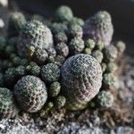 Rebutia canigueraliiList