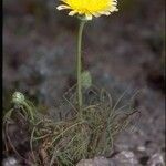 Malacothrix glabrata Flower