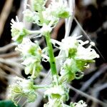 Reseda phyteuma Λουλούδι