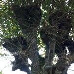 Ficus thonningii Bark