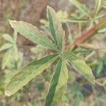 Hibiscus cannabinusপাতা