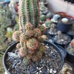 Echinocereus pectinatus Koor