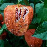 Physalis alkekengi Fruit