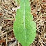 Lactuca virosa Leaf