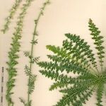 Reseda barrelieri Otro
