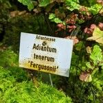 Adiantum tenerum Інше