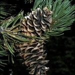 Pinus flexilis Frukt