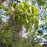 Ficus citrifolia Deilen