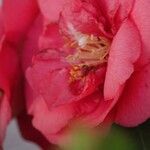 Camellia sasanqua Квітка
