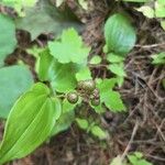 Maianthemum canadense Fruto