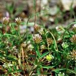 Trifolium strictum Plante entière