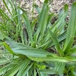 Plantago argentea Likasa