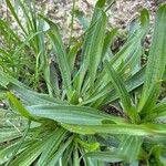 Plantago argentea Leaf