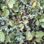 Sericocomopsis hildebrandtii Leaf