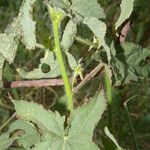 Kosteletzkya depressa Leaf