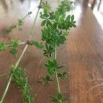 Galium porrigens Hoja