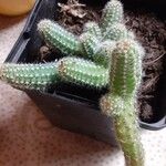 Echinopsis chamaecereusLehti