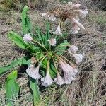 Crinum macowanii Hábitos