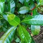 Tabernaemontana citrifolia Leaf