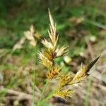 Carex arenaria Fruto