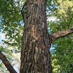 Ostrya virginiana Celota