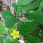 Oxalis corniculataFlower